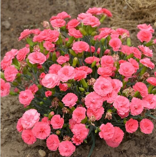 Neļķe 'Coral Granita'